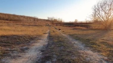 Kuru bir çayırın üzerinde sakin bir kır yolu ve kameraya doğru hızla koşan neşeli yaşlı bir köpek, yavaş çekim etkisi. Güzel bir sonbahar günü, kırsal bir manzara.