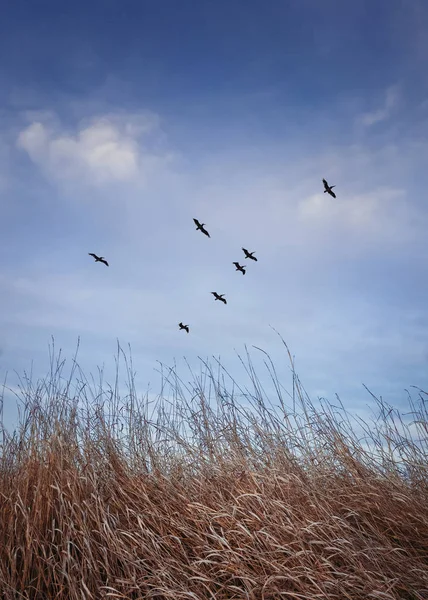 Flock av flyttfåglar som flyger över en äng med torra gras — Stockfoto