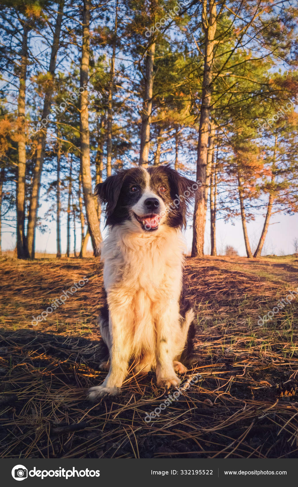Vertical portrait of a smiling border collie dog, posing happy
