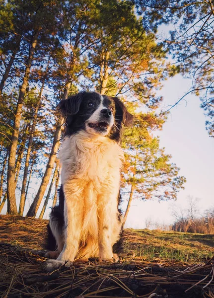 Вертикальный портрет внимательного пограничного пса-колли, позирующего серио — стоковое фото