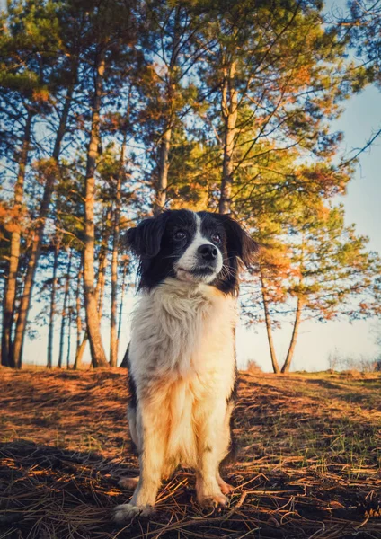 Vertical portrait of a lovely border collie dog in the nature, p — Stockfoto