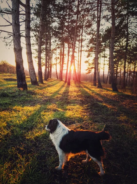 Vertical portrait of a dog walking in the forest. Beautiful suns — Stockfoto