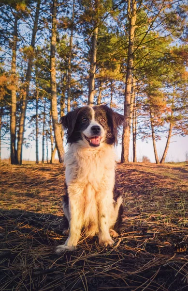 Vertical portrait of a smiling border collie dog, posing happy, — Stockfoto