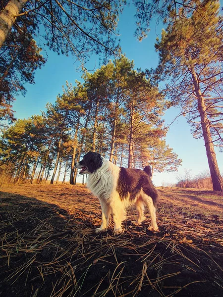 Wide angle vertical portrait of a dog in a pine forest. Evening — Stockfoto