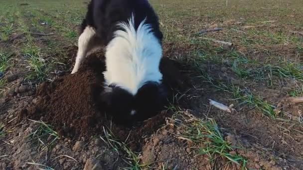 Решительная Собака Выкапывает Яму Земле Открытом Поле Поисках Маленьких Грызунов — стоковое видео