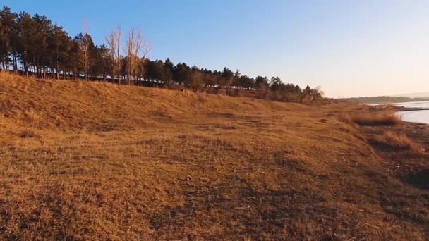 Verheugd Behendig Pup Snel Rennend Naar Zijn Eigenaar Camera Idyllisch — Stockvideo