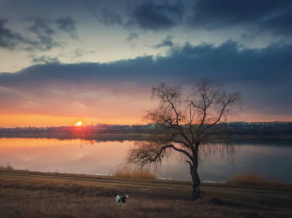 牧歌的な田園風景 穏やかな湖の水の上に夕日を見て犬と草原の風景 乾燥した草の牧草地に裸の柳の木の近くに立っている 静かな夜の気分 田舎の背景 — ストック写真