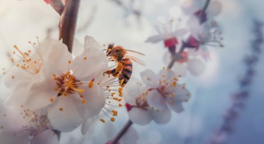 Çalışkan bir bal arısının yakınında çiçek açan bir kayısı ağacından nektar toplanır. Küçük, siyah ve altın, meşgul arı çiçek açan meyve çiçeklerinden polen topluyor. İlkbahar arkaplanı, doğa uyanıyor..