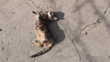 Şirin bir kırsal kedi yavrusu beton bir yapının üzerinde uzanıyor, ılık bahar güneşinde ısınıyor. Sevimli, memnun çizgili kedi baş aşağı yuvarlanıyor, yıkıyor, yalıyor ve kürkünü temizliyor..