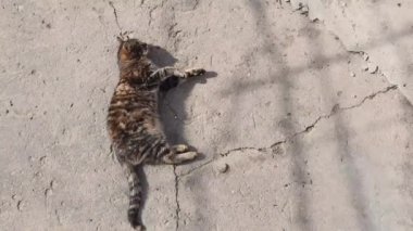 Şirin bir kırsal kedi yavrusu beton bir yapının üzerinde uzanıyor, ılık bahar güneşinde ısınıyor. Sevimli, memnun çizgili kedi baş aşağı yerde yuvarlanıyor. Tembel gri kedicik güneş ışınlarını yakala.