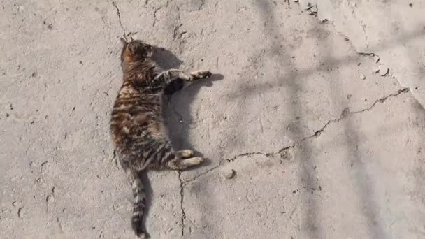 Schattig Country Kitten Liggend Buiten Een Betonnen Structuur Verwarming Warme — Stockvideo