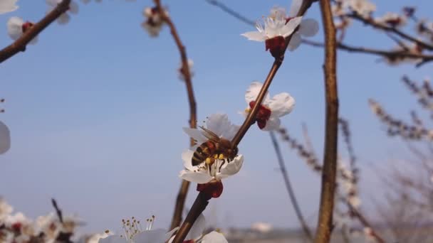 Acercamiento Abeja Diligente Miel Recoge Néctar Del Albaricoque Que Florece — Vídeo de stock