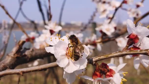 勤勉なミツバチのクローズアップは 咲くアプリコットの木から蜜を収集します 黒と金色の 忙しい蜂は花の花から花粉を選びます 早春の背景自然覚醒 — ストック動画