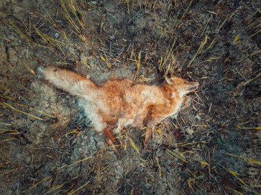 Duman zehirlenmesi sonucu ölü tilki, külle dolu yanmış zeminde yatıyordu. Vahşi yangınlar çaresiz hayvanların ölümüne neden olur. Ormanda yasadışı avcılık ve kaçak avcılık. Küresel ısınma doğa üzerindeki etkisi..