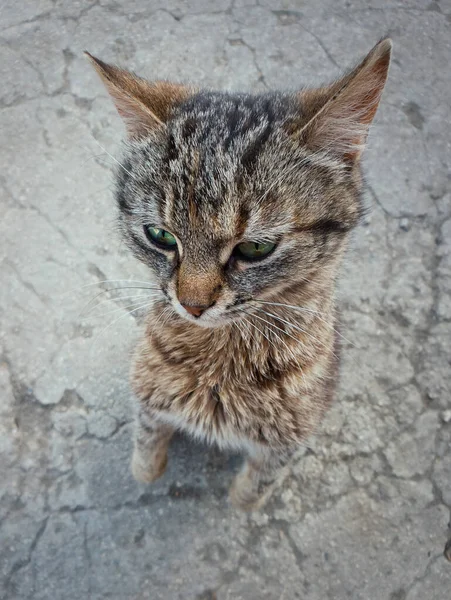 遊び心のあるかわいい猫の高い角度のビューの後ろの芝生の上に立ち 羨望といらいらしています 面白い子猫フル長さの肖像画 ずさんな一見遊ぶ屋外 — ストック写真