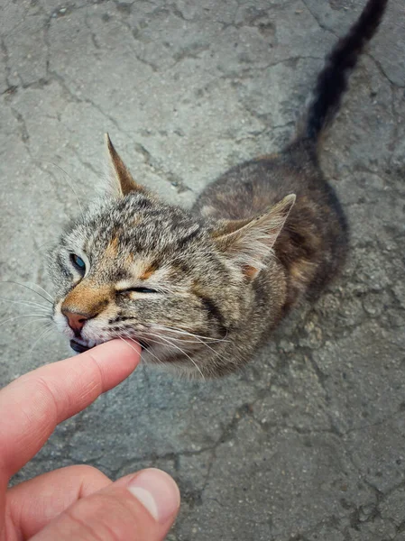 Dışarıda Oynarken Usta Parmağını Isıran Sevimli Kedinin Yüksek Açılı Görüntüsü — Stok fotoğraf