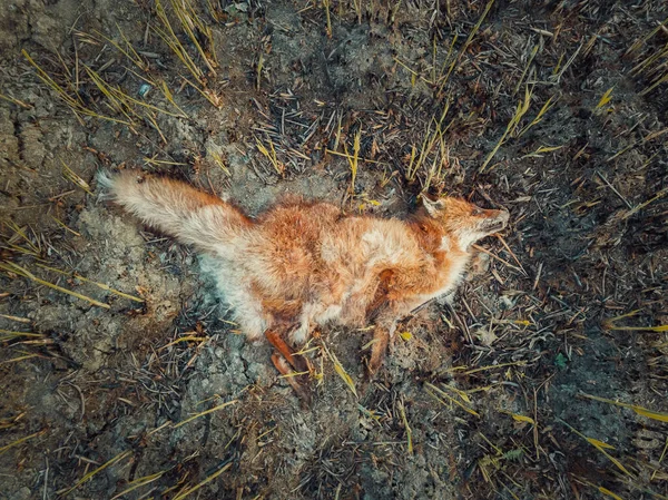 Renard Mort Par Intoxication Fumée Couché Sur Sol Brûlé Rempli — Photo