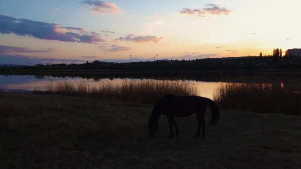 Silhueta Cavalo Solitário Pastando Grama Pasto Primavera Perto Lago Contra — Vídeo de Stock