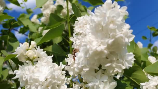 Close Diligent Honey Bee Collects Nectar Blooming Syringa Vulgaris White — Stock Video