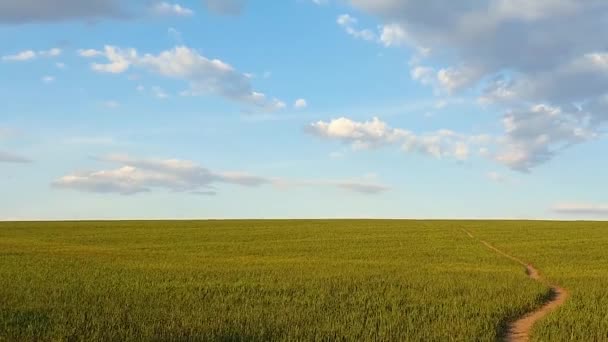 Sentier étroit à travers un champ de blé vert en croissance sous un ciel bleu. Ressort naturel orientation verticale fond minimaliste. Scène paisible avec un chemin vers l'horizon, paysage rural idyllique .