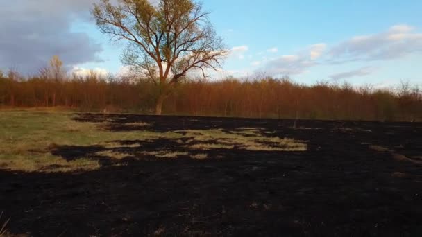 Tidig Vår Brände Vegetationen Äng Nära Skogen Mörk Aska Marken — Stockvideo