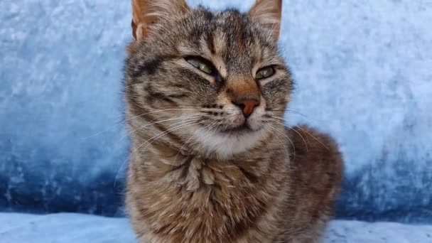 Cerca Retrato Adorable Gatito Gris Rayado Con Manchas Marrones Mirando — Vídeos de Stock