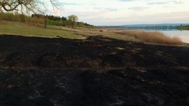 Début Printemps Brûlé Végétation Une Prairie Près Forêt Frêne Foncé — Video