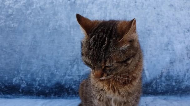 Close Portrait Adorable Little Striped Grey Kitten Brown Spots Looking — Stock Video