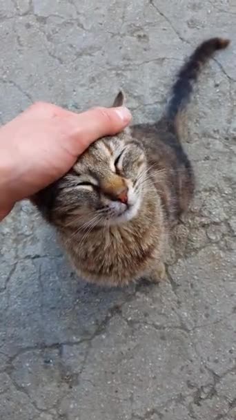 主人的高角镜爱抚着他的宠物 小小的爱玩的猫 在街上碰触无家可归的小猫的人 宠物收养概念 — 图库视频影像