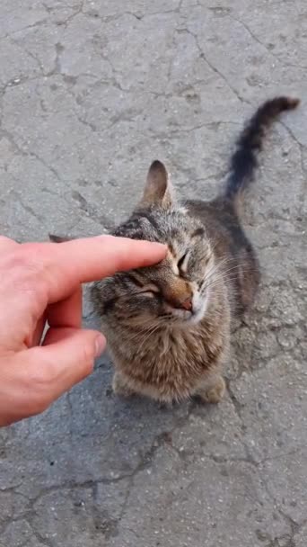 一只小猫咪和它未来的主人第一次接触时的高角镜头 一个人的食指碰到了街上无家可归的小猫的鼻子 宠物收养概念 — 图库视频影像