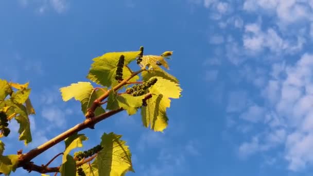 成長しているつるの小枝 青い空の背景の上に枝をぶら下げて緑色の葉 ブドウ畑に咲く前に新しいブドウの芽 — ストック動画