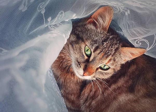 Hamile Kedi Evde Uzanıyor Bir Perdenin Arkasına Saklanıp Yavru Kedi — Stok fotoğraf