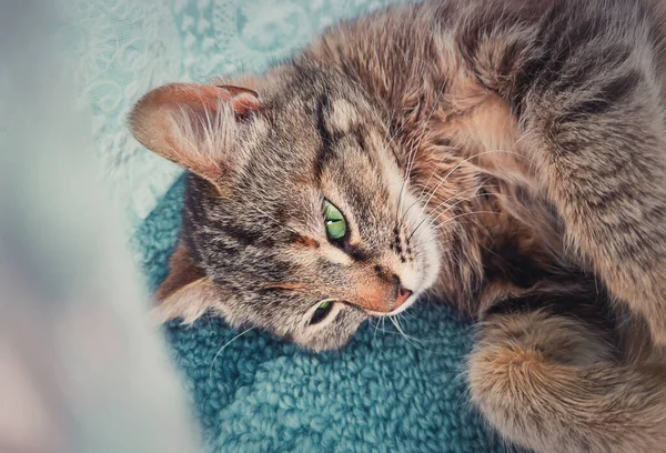 Hamile Kedi Içeride Halıya Uzanmış Perdenin Arkasına Saklanarak Yavru Kedi — Stok fotoğraf
