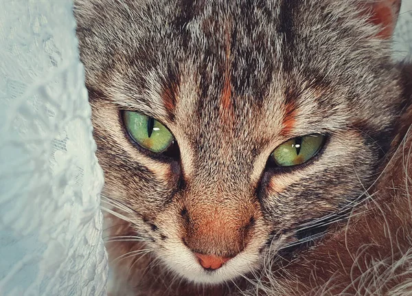 고양이의 초상화 실내에 카메라에 귀여운 고양이 — 스톡 사진