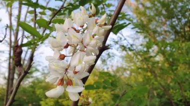 Açan akasya ağacı beyaz çiçekleri. Taze yetişen bahar ormanı. Robinia Pseudoacia 'ya yakın, çekirge çiçeği, harika bir koku. Yeşil yaprakları olan bir Macro dalı. Mevsimlik arkaplan.
