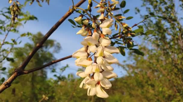 Açan Akasya Ağacı Beyaz Çiçekleri Taze Yetişen Bahar Ormanı Robinia — Stok video