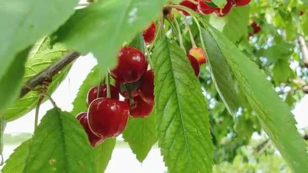 Feche Grupo Cerejas Vermelhas Maduras Galho Árvore Frutas Biológicas Frescas — Vídeo de Stock