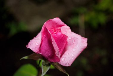 Gül, pembe Gül, gül yağmur sonra