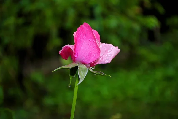 Róża, Różowa Róża, róża po deszczu — Zdjęcie stockowe