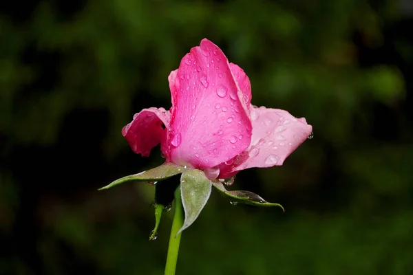 rose, pink rose, Rose after rain