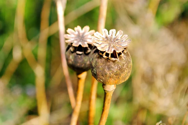 Klaproos, papaver, papaver veld, Poppy in de natuur — Stockfoto