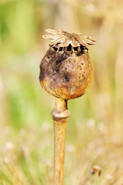 Papoula, papoula, campo de papoula, papoula na natureza — Fotografia de Stock