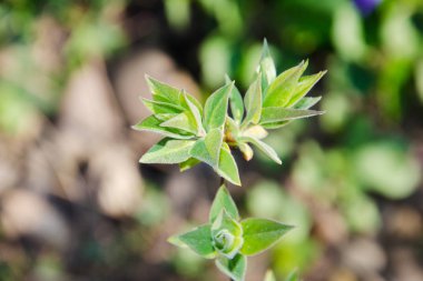 ilk yapraklar, bahar, dal, yaprak 