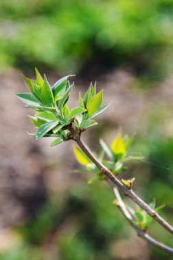 ilk yapraklar, bahar, dal, yaprak 