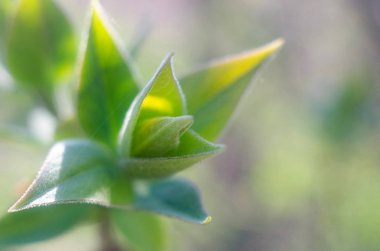 ilk yapraklar, bahar, dal, yaprak 