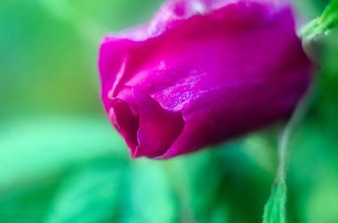   keşfedilmemiş gül tomurcukları, yeni gül tomurcukları. Çiçek açan küçük bir tomurcuk. Bahçedeki bir gül goncasının yakın çekimi. Doğal arkaplan.