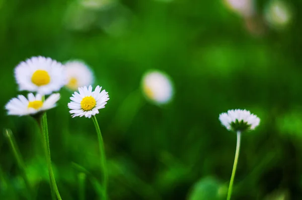 Close Daisy Background Wild Romomile Meadow Little White Wildflowers — стоковое фото