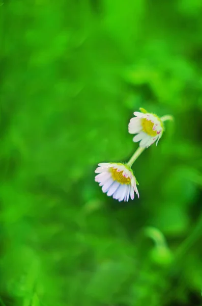 黛西背景 野生洋甘菊 小白花的近景 — 图库照片