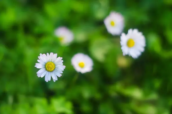 Close Daisy Background Wild Romomile Meadow Little White Wildflowers — стоковое фото