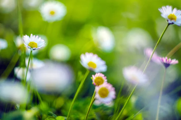 Primer Plano Daisy Background Manzanilla Silvestre Prado Pequeñas Flores Silvestres — Foto de Stock